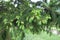 New foliage on branches of spruce