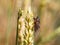 New forest cicada  Cicadetta montana on wheat