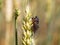 New forest cicada  Cicadetta montana on wheat