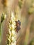 New forest cicada  Cicadetta montana on wheat