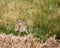 New Forest Deer Hampshire South Coast England