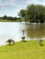 New Forest geese by a lake on a sunny summer day in Hampshire England UK