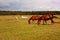 New Forest Ponies