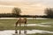 New Forest ponies feeding on grass Hampshire, UK