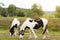 New Forest ponies grazing