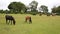 New Forest ponies Lyndhurst Hampshire England UK