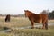 New forest pony