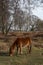 New forest pony