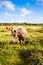 New forest pony on a green field