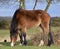 New Forest Pony, Hampshire, UK