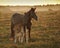New Forest pony mare and foal in sunrise light