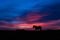 New Forest pony silhouetted standing in front of sunset