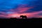New Forest pony silhouetted walking in front of sunset