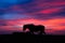 New Forest pony silhouetted in wind in front of sunset