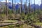 New forest regrowth after fire in Sierra Nevada Mountains, California