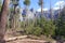 New forest regrowth after fire in Sierra Nevada Mountains, California