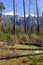 New forest regrowth after fire in Sierra Nevada Mountains, California