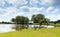 New Forest wildlife by a lake on a sunny summer day in Hampshire England UK geese and cows