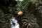 New fresh buds of pine cones on a blurry background