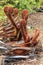 New fronds sprouting from the trunk of a fallen tree fern