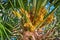 New fruit bunches on phoenix palm