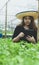 A new generation of female farmers with tablet in the hydroponics plantation in greenhouse, smart farm