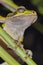 New Granada Cross-banded Tree Frog, Corcovado National Park, Costa Rica