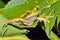 New Granada Cross-banded Tree Frog, Corcovado National Park, Costa Rica