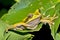 New Granada Cross-banded Tree Frog, Corcovado National Park, Costa Rica