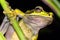 New Granada Cross-banded Tree Frog, Corcovado National Park, Costa Rica