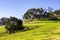 New grass grown on burnt area after the rain, Calero County Park, south San Francisco bay area, California