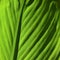 A new green canna lily leaf