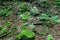 New green ferns grow among moss-covered stones