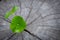 New green leaf born on old tree, water drop on new green leaf ,nature stock photo.