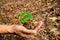 New green leaves born on hand