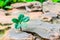 New green leaves born on stone, textured background , nature stock photo, select focus