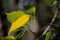 NEW GREEN LEAVES ON A BRANCH WITH OLD YELLOW LEAF