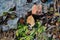 New green leaves of first spring plant and pink stones covered with melting ice, natural background