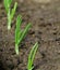 New green onion seedlings.