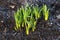 New green shoots from bulbs on frosty morning