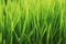 New Green Sprouted Wheat Grass - food
