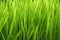 New Green Sprouted Wheat Grass - food
