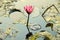 New growing bud of pink lotus, reflection on water of flower, Indian national flower