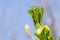 New growing new leaves of a California buckeye against a light blue sky, California