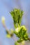 New growing new leaves of a California buckeye against a light blue sky, California