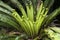 New growth of a asplenium australasicum or bird`s nest fern in sunlight