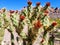 New growth on cholla cactus outside of Nelson, Nevada