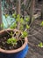 New growth leaves on a hydrangea growing in a blue ceramic pot