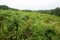 New growth managed for wildlife habitat in Manchester, Connecticut