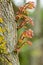 New growth on an old oak trunk